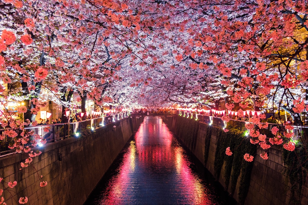 京都の桜